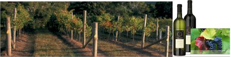 http://www.olearywalkerwines.com/ - OLeary Walker - Top Australian & New Zealand wineries