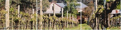 http://www.sorrenberg.com/ - Sorrenberg - Top Australian & New Zealand wineries