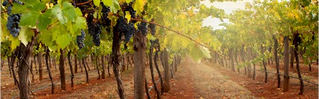 http://www.sthugo.com/ - St Hugo - Top Australian & New Zealand wineries