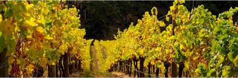 https://terreaterre.com.au/ - Terre a Terre - Top Australian & New Zealand wineries