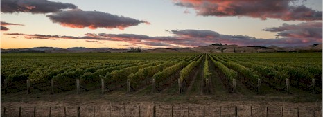 https://vidal.co.nz/ - Vidal Estate - Top Australian & New Zealand wineries