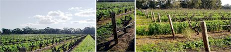 http://www.thewillowsvineyard.com.au/ - Willows - Top Australian & New Zealand wineries