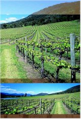 http://www.chrismont.com.au/ - Chrismont - Top Australian & New Zealand wineries