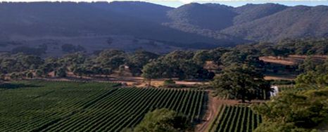 http://www.terrafelix.com.au/ - Terra Felix - Top Australian & New Zealand wineries