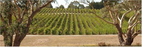 http://www.wicksestate.com.au/ - Wicks - Top Australian & New Zealand wineries