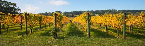 http://www.bellinghamestate.com.au/ - Bellingham - Top Australian & New Zealand wineries
