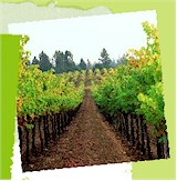 More About Early Harvest Wines