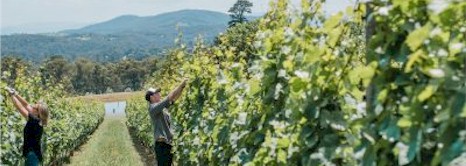 https://www.paynesrise.com.au/ - Paynes Rise - Top Australian & New Zealand wineries