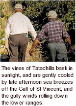 https://www.tatachilla.com.au/ - Tatachilla - Top Australian & New Zealand wineries
