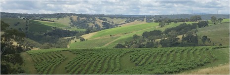 https://www.thistledownwines.com/ - Thistledown - Top Australian & New Zealand wineries