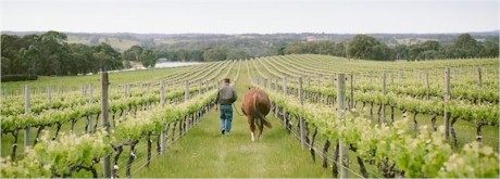 https://www.yangarra.com/ - Yangarra - Top Australian & New Zealand wineries