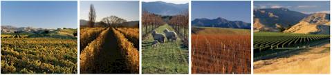 http://www.dogpoint.co.nz/ - Dog Point - Top Australian & New Zealand wineries