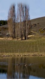 About Grasshopper Rock Wines