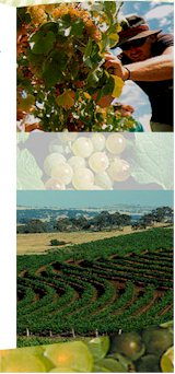 http://www.knappsteinwines.com.au/ - Knappstein - Top Australian & New Zealand wineries