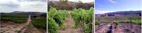 http://www.massoniwines.com/ - Massoni - Top Australian & New Zealand wineries