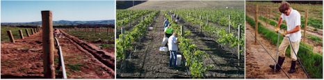 http://www.sedonaestate.com.au/ - Sedona - Top Australian & New Zealand wineries